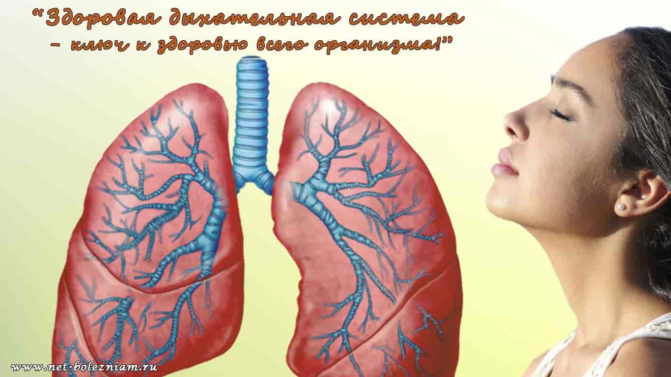Дыхательная система человека - чудесный механизм участвующий в газообмене