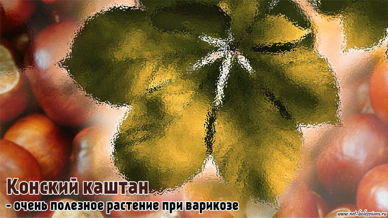 Конский каштан - очень полезное растение при варикозе
